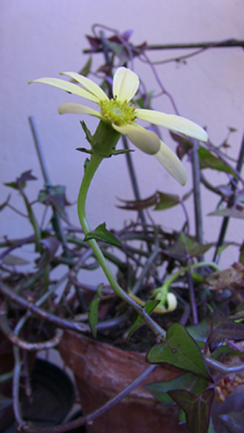 Senecio macroglossus DC. Asteraceae